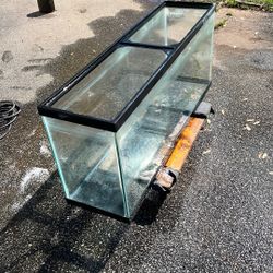 Fish Tank 