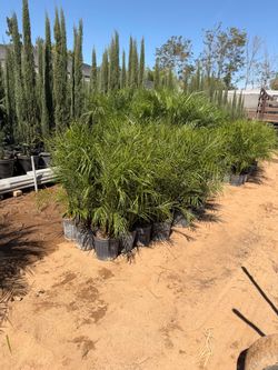 Pigmy palms 10" each pots