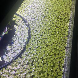 Aquarium Floating Plants 