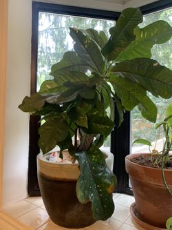 Croton Plant In Ceramic Pot