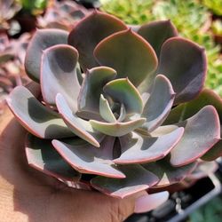 Echeveria