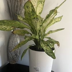 dumb cane Plants
