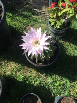Plant