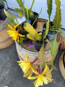 Yellow orchid cactus potted -Mother’s Day sale