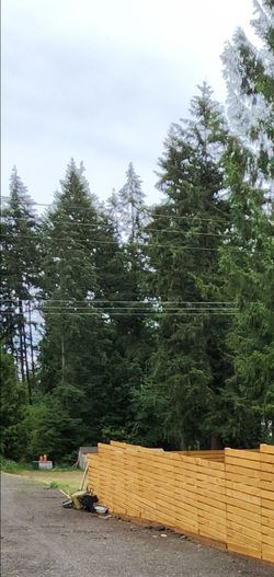 Doug Fir tree