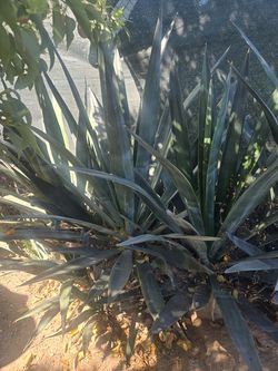 Agaves