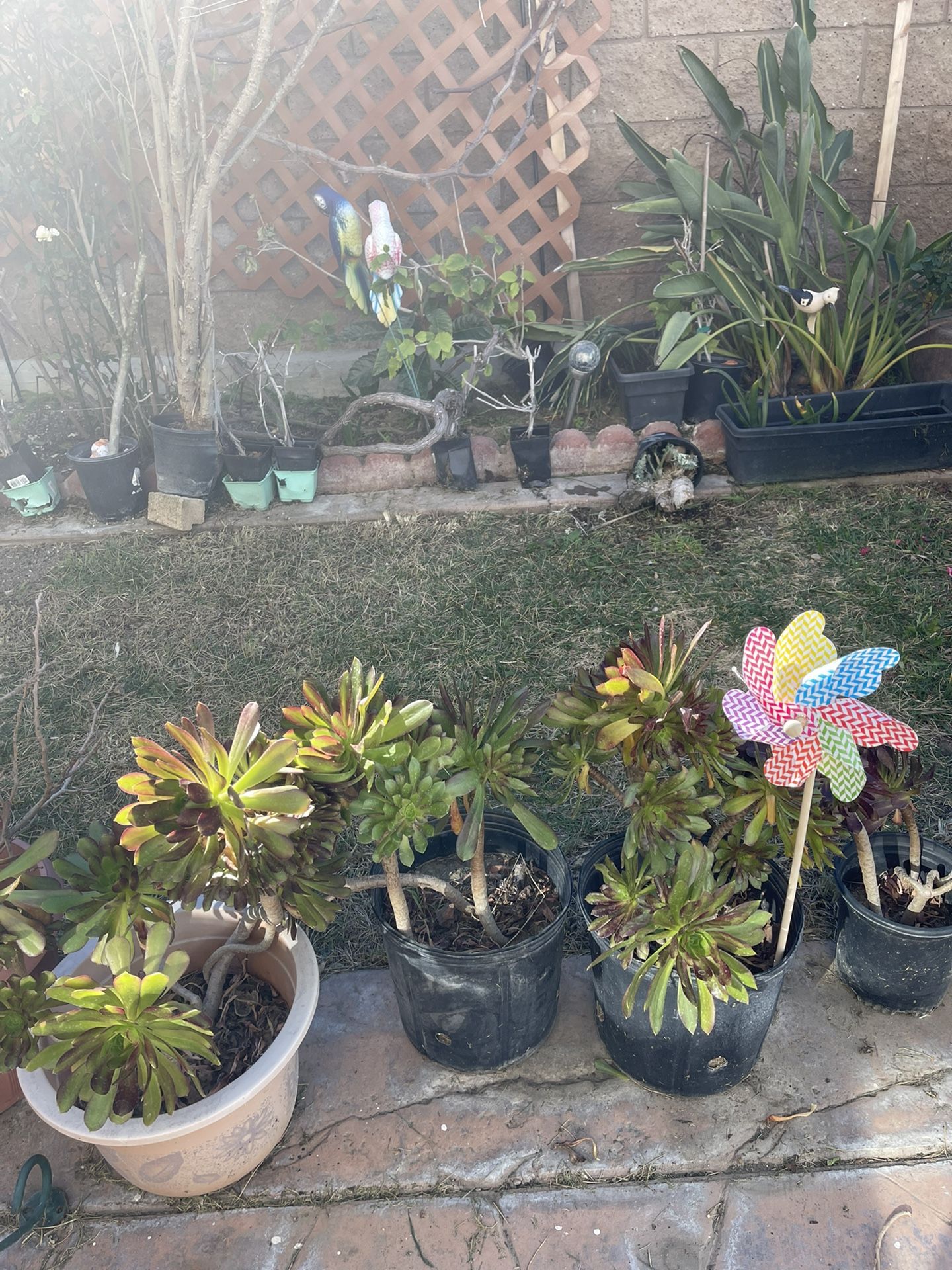 Green Plants In Planters