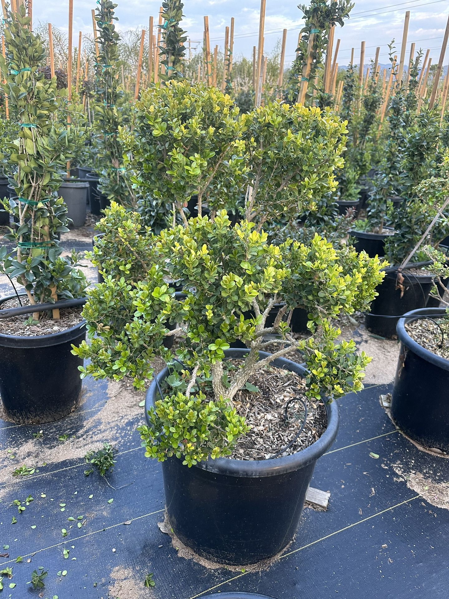 Japanese boxwood topiary bonsai 