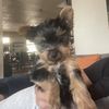 IhaveYorkies