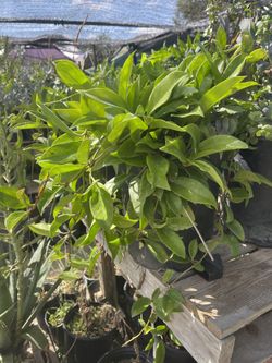 Healthy Plants 