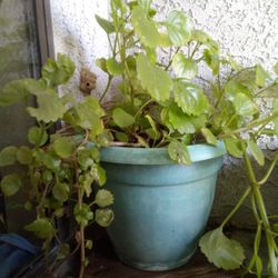Plants And Home Goods For Sale 