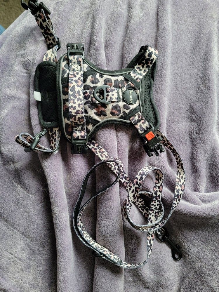 Harness And Leash