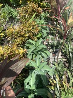 Mother Of Thousands $5 each 