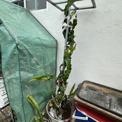 Dragon Fruit 7’ Tall