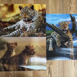 3D Decoration Cheetah And Lion Photos