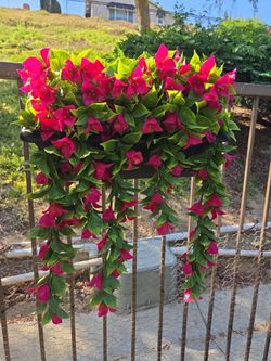 Flowers planter boxes