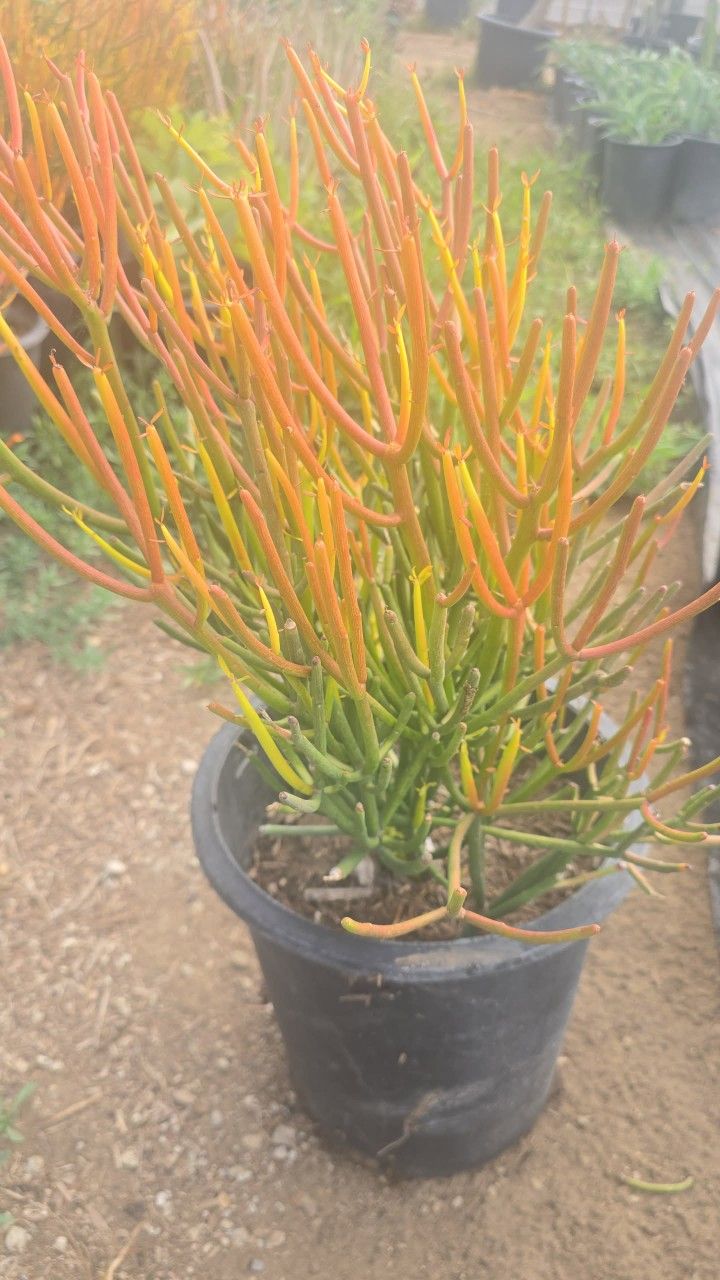Pencil Succulent