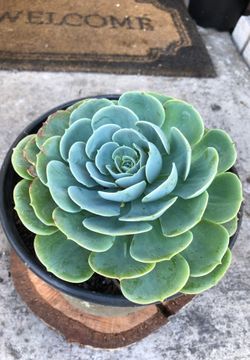 Large echeveria succulent plant