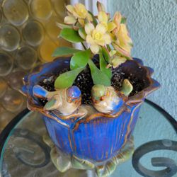 Beautiful healthy succulent plant in a ceramic pot decorated with 2 lovebirds.