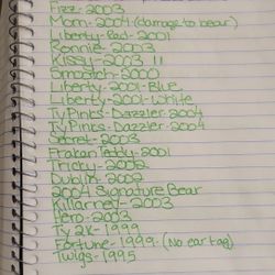 600+ BEANIE BABIES & BEANIE BUDDIES