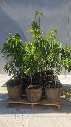 Arbol de Chirimoya Roja, 4 ft H con floración