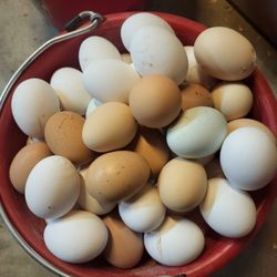 Fresh Eggs