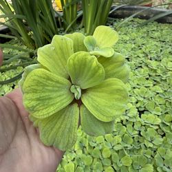 Water Plants, cactus and succulents 🌱🪴