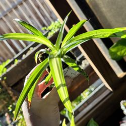 Spider Plant