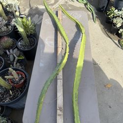 HUGE**** ‘ ECUADORIAN PALORA ‘ Dragon fruit cutting $15 #EPDFC01