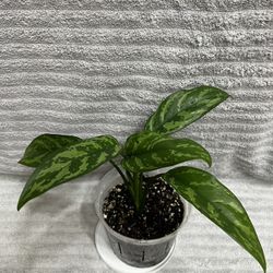 Aglaonema Mary Ann Live Plant 