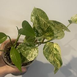 Marble Queen Pothos & golden pothos