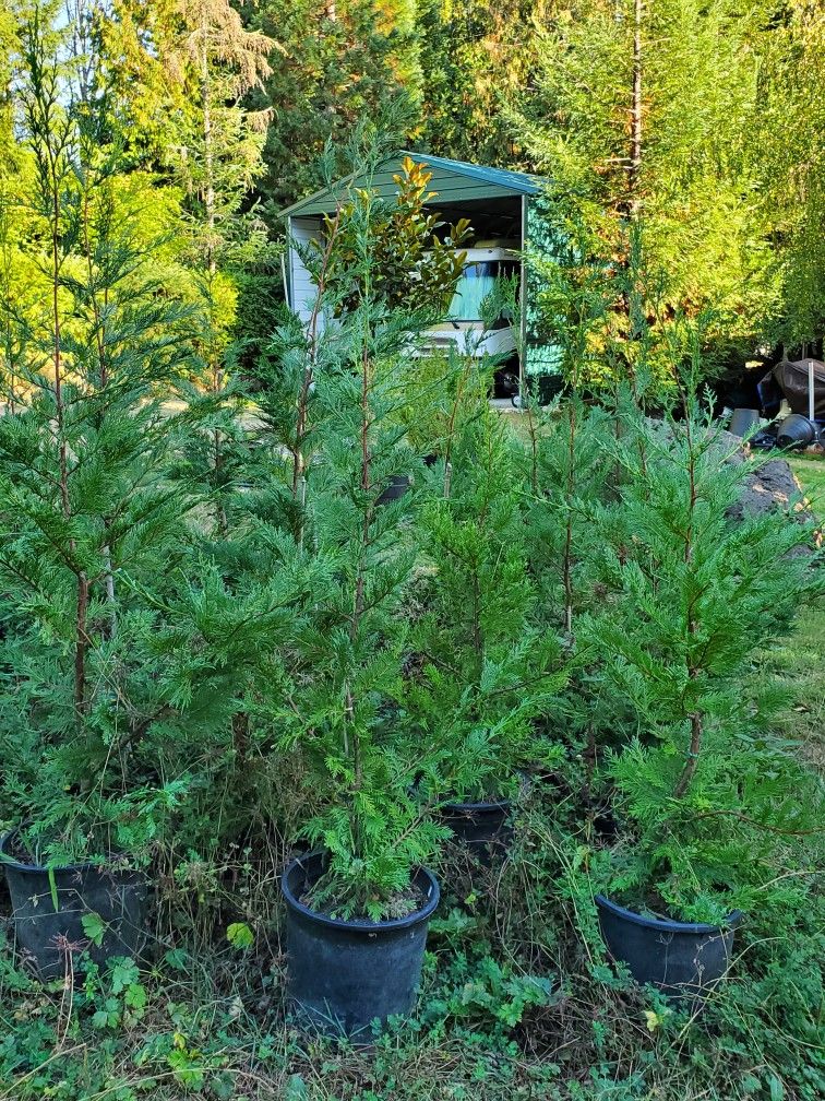 Healthy 5-6' Leyland Cypress Trees In 5gal Pots