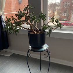 Plant