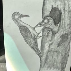 Drawing Pencil Art Birds 