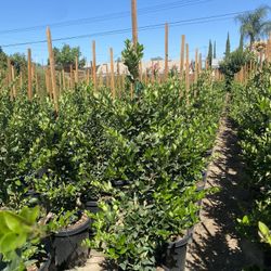 Ligustrum Hedge
