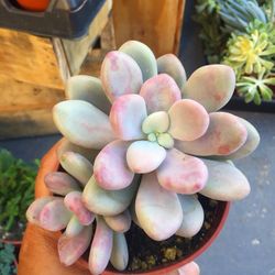 Pink moonstone 4”