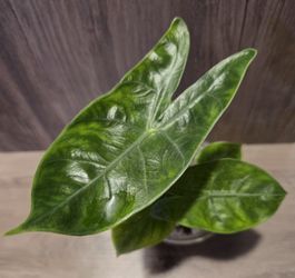 alocasia pink dragon aurea, lower variegation