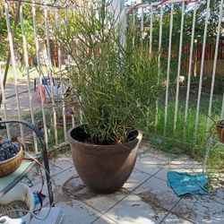Fire Pencil Cactus Plant