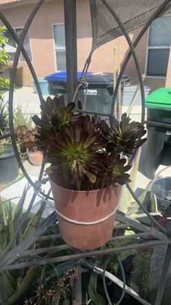 Beautiful succulent real plant