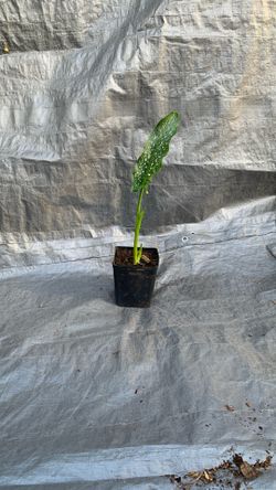 Dieffenbachia Dumb Cane plant. 