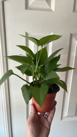 Jade Pothos