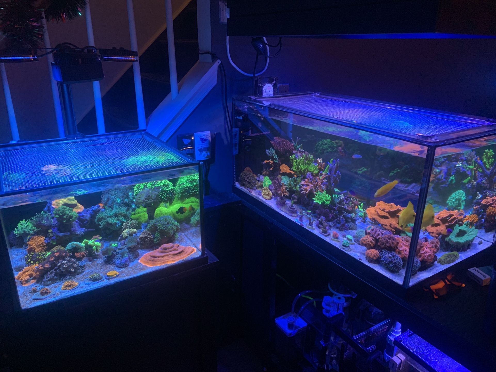 Beginner Sps Frags Available