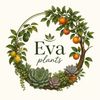 EVA PLANTS 🌳🌵🪴🌺🌸🌼🍋🍈