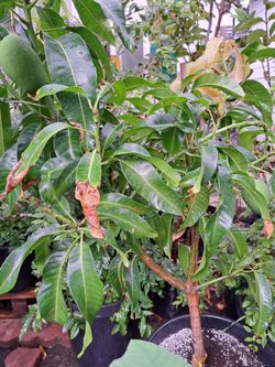 Plantas