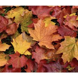 Sale Stroller, Clothes, Make Up, Antique Dolls, Jewelry , Decorations , Shoes, Toys,lamp, Rocking Chair