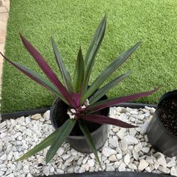 Large Green and Purple Oyster Plant 
