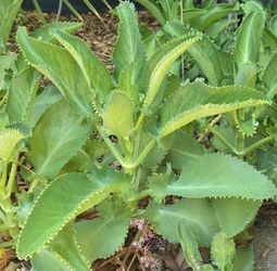 Succulent  "mother of thousands", 6" pot, see 2nd pic