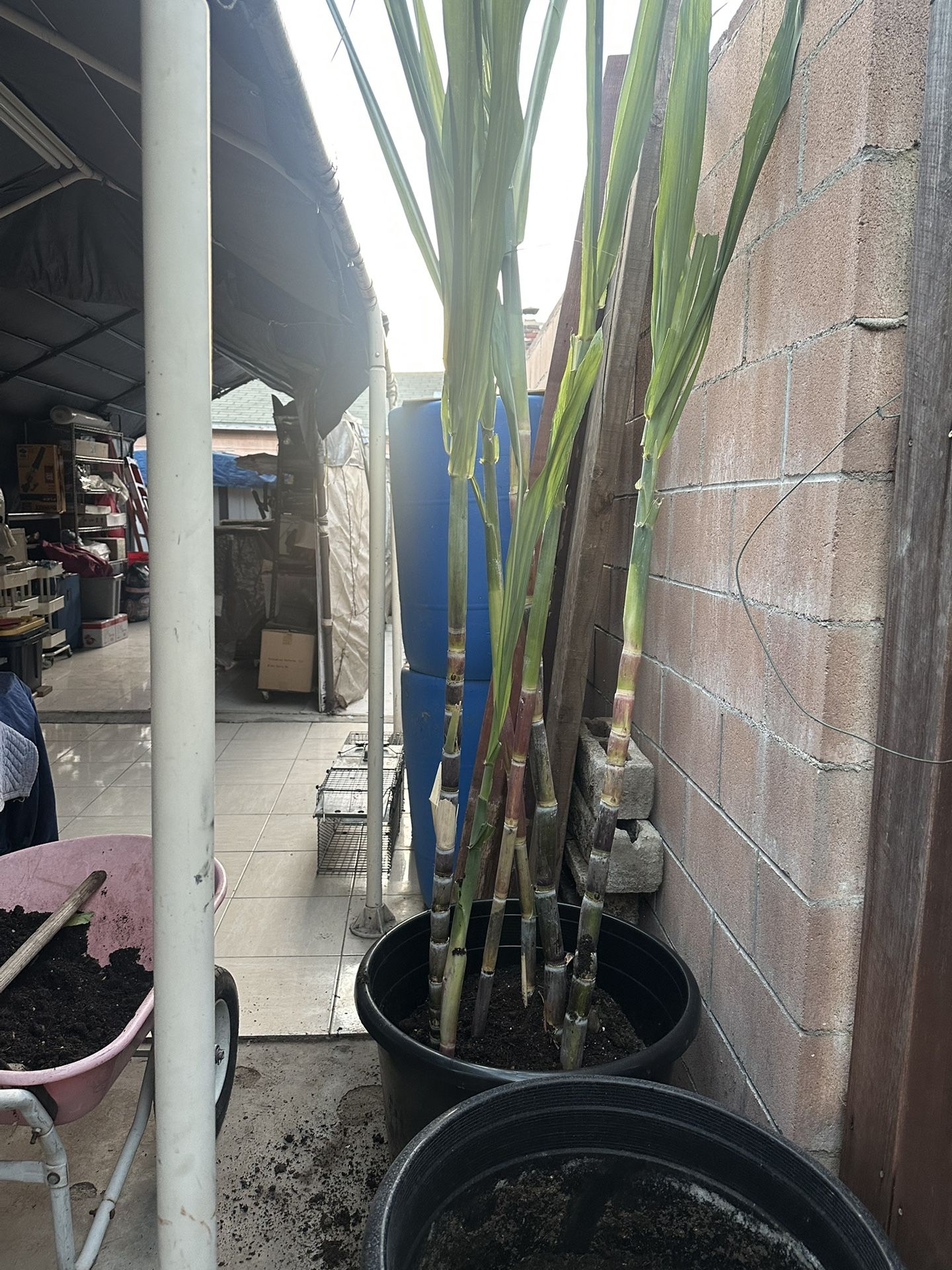 Sugar Cane Plants For Sale