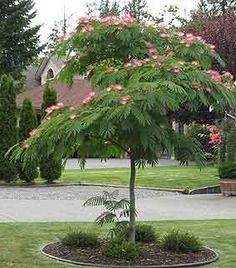 Albizia Mimosa (silk Trees) —
