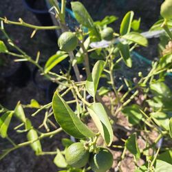 Arbolito de Lima Mexicana Dulce